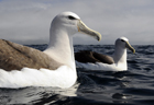 Salvins albatross268 copy.jpg